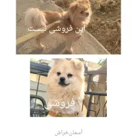 سگ خانگی|سگ|ایلام, |دیوار