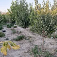 فروش زمین باق ویلا درچناران روستای جوکار|فروش زمین و ملک کلنگی|چناران, |دیوار