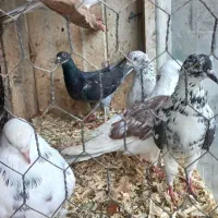 کبوتر کفتر پرشی و زینتی|پرنده|رویان, |دیوار