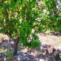 ۲۷۱متر باغ و باغچه بنای نیمه کاره معاوضه با خودرو|فروش زمین و ملک کلنگی|تهران, امیریه|دیوار