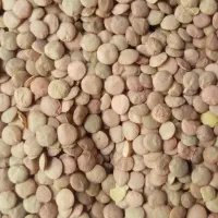 باسلام حبوبات قیمت مناسب|خوردنی و آشامیدنی|اسلامشهر, شهرک لاله|دیوار