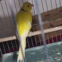 قناری رسمی بلند