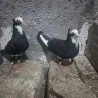 قره مینا کرمونی