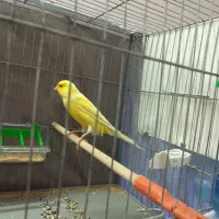 قناری نر مست بخون