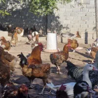 مرغ تخم گذار