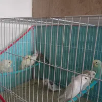 مرغ عشق|پرنده|بردسکن, |دیوار