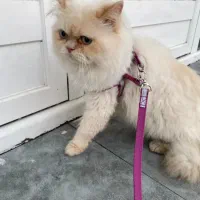 گربه برتیش اصل