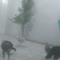 پنج عدد بوقلمون