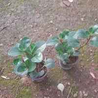 قاشقی دیفن پتوس یوکا|گل و گیاه طبیعی|قم, شهرک فاطمیه|دیوار