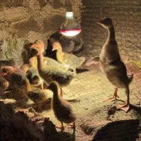 ۶۰ عدد غاز ۲۵ روزه به قیمت عمده