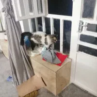 گربه دست اموز|گربه|کازرون, |دیوار