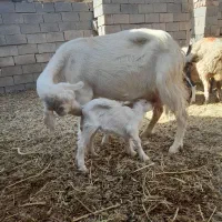 قوچ و میش سرخ فروشی