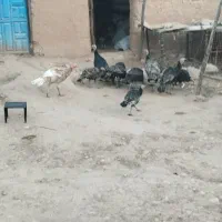 بوقلمون|حیوانات مزرعه|زاگرس, |دیوار