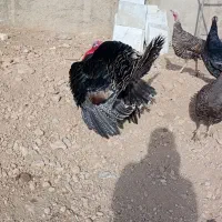 بوقلمون