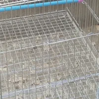 پرندگان قناری