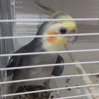 پرنده|پرنده|یاسوج, |دیوار