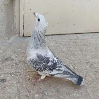 نر بدرنگ شامی کلاهی