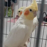 جفت عروس هلندی مولد