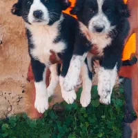 واگذاری تیل قدریجونی نروماده چمبری