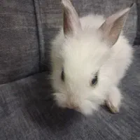 خرگوش|موش و خرگوش|تهران, راه آهن|دیوار