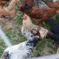 فروش 50عدد خروس محلی