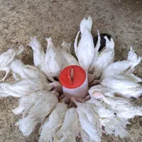 بوقلمون گوشتیBUT6