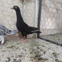 کفتر پرنده کبوتر|پرنده|اقبالیه, |دیوار