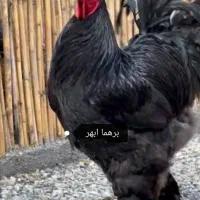 تخم مرغ نطفه دار مرغ برهما غول پیکر