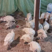 بوقلمون بیوتی ۶|حیوانات مزرعه|ساوه, |دیوار