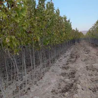 نهالستان دشت سبز|خدمات باغبانی و درختکاری|مشهد, امیریه|دیوار