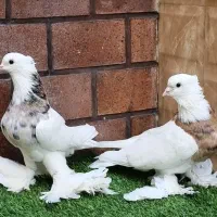 کبوتر تزئینی و زینتی طوقی کاکلی پاپر|پرنده|تهران, امجدیه (خاقانی)|دیوار