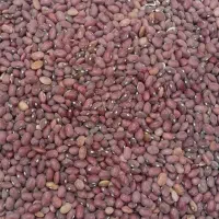 لوبیا قرمز درجه یک فروش فوری نقد