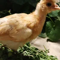 جوجه