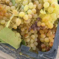 فروش باغ انگور