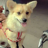 سگ پامر|سگ|اردکان, |دیوار