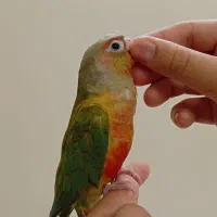 طوطی گرینچیک کاملا رام و دستی