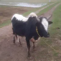 ورزا کوله چالوسی اصیل        لیشه گاو