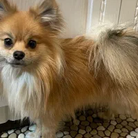 سگ پامرانین و شیتزو