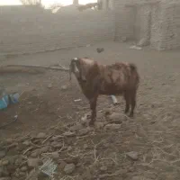 یک عدد تکشاد پاکستانی بفروش میرسد|حیوانات مزرعه|جزنیک, |دیوار