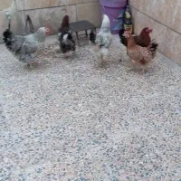 مرغ|حیوانات مزرعه|خرمآباد, |دیوار