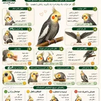 سلام یک عدد عروس گمشوده توقران هرکی