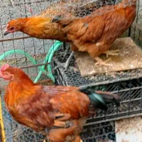 سه عدد نیمچه مرغ و خروس گلپایگان تخم گذار