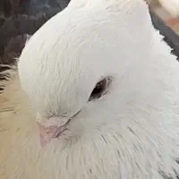 نوک ریز ی سرقنار