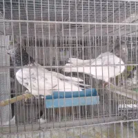 فروش قناری سرخ|پرنده|صدرا-فارس, فاز ۱|دیوار