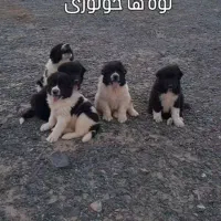 توله اصل سگ قدرجون