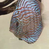 ماهی دیسکس|ماهی|مشهد, حجاب (شهرک غرب)|دیوار