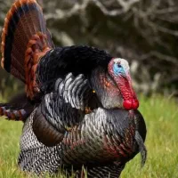 بقلمون ۴۰عدد