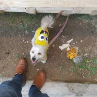 سگ پاکوتاه