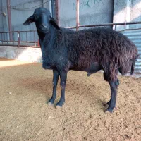 قوچ|حیوانات مزرعه|رباطکریم, انجم آباد|دیوار