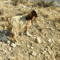 بزکهره دار|حیوانات مزرعه|ارژن, |دیوار